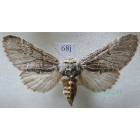 Drymonia ruficornis (Hufnagel, 1766) female Dąbrówka chaonia Czech68j